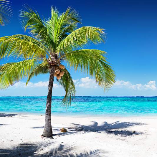 Waikiki Beach Coconut (Type) Fragrance Oil
